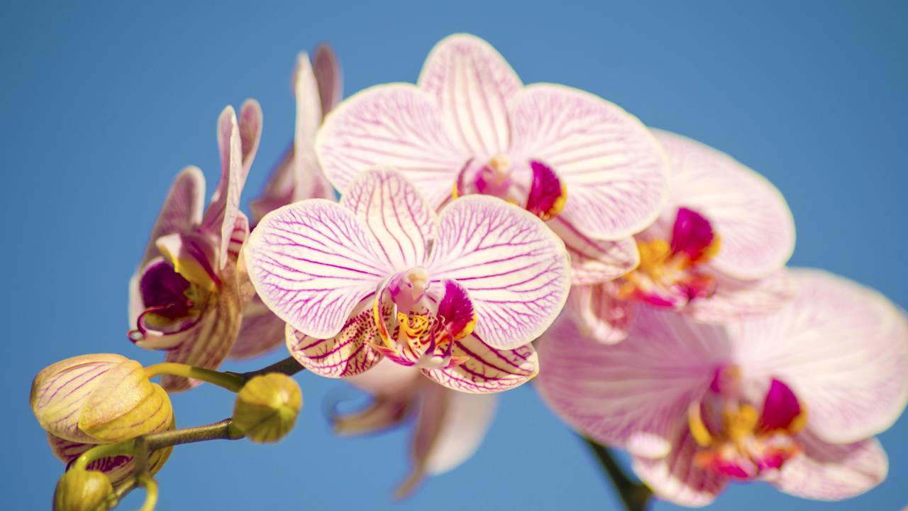 A orquídea Phalaenopsis deixa a sala florida sem precisar trocar as flores sempre