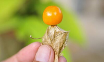 Essa planta dá frutos em apenas 40 dias e quase ninguém sabe que é comestível