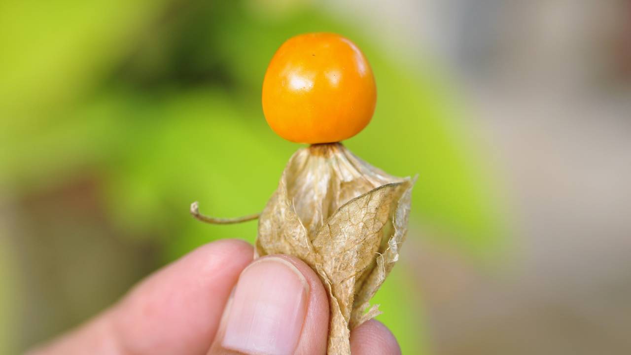 Essa planta dá frutos em apenas 40 dias e quase ninguém sabe que é comestível