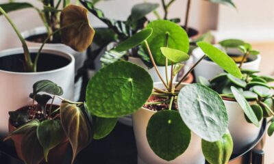 4 folhagens que transformam qualquer varanda em um refúgio verde