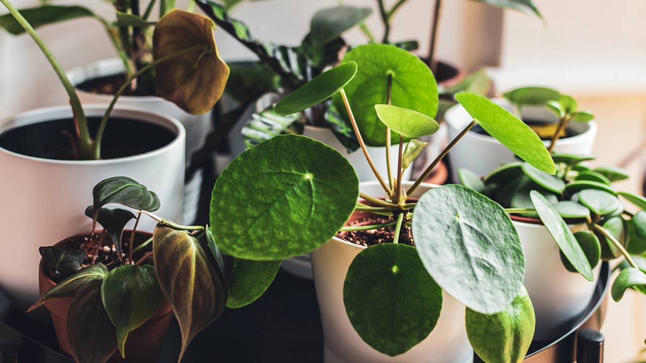 4 folhagens que transformam qualquer varanda em um refúgio verde