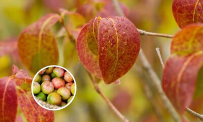 Planta que dá frutos o ano inteiro se receber sol pela manhã