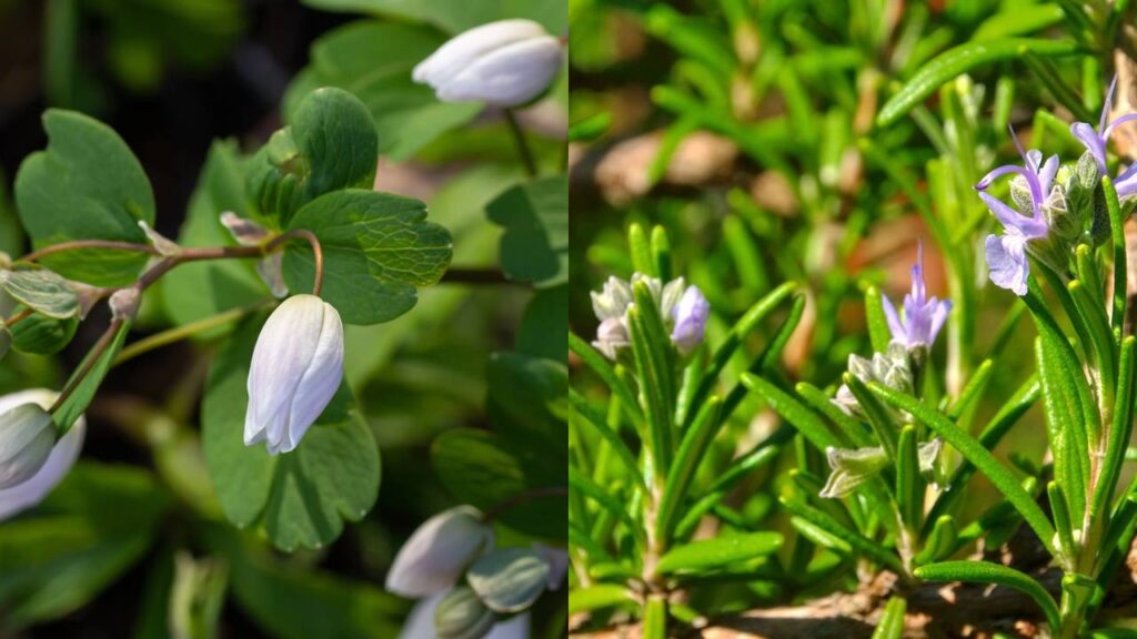 Planta que representa proteção espiritual e limpeza energética