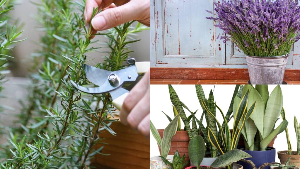 Planta que traz calma e harmonia para quem vive sob estresse