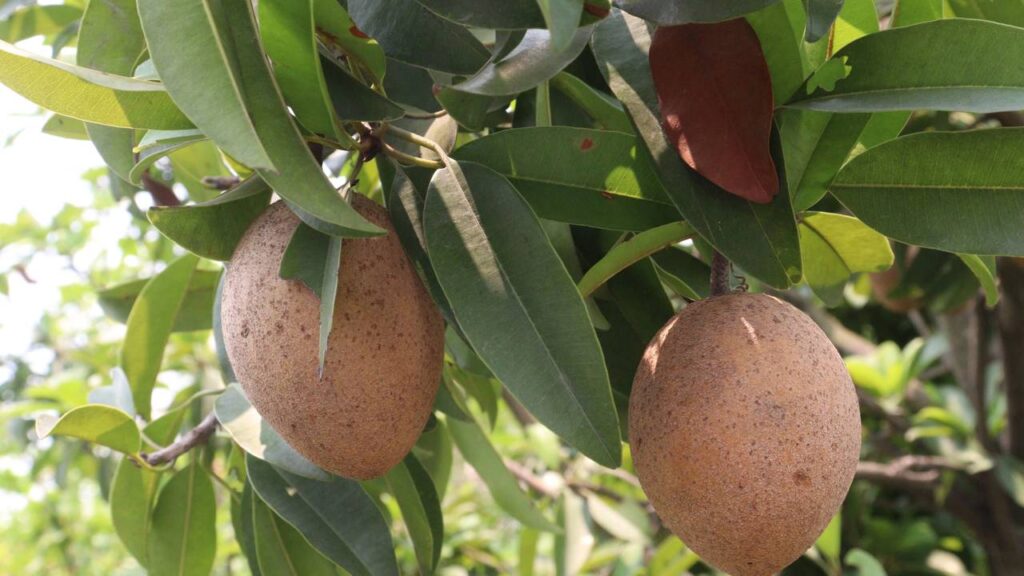 Quanto custa plantar essa fruta que tem gosto de abacaxi com manga