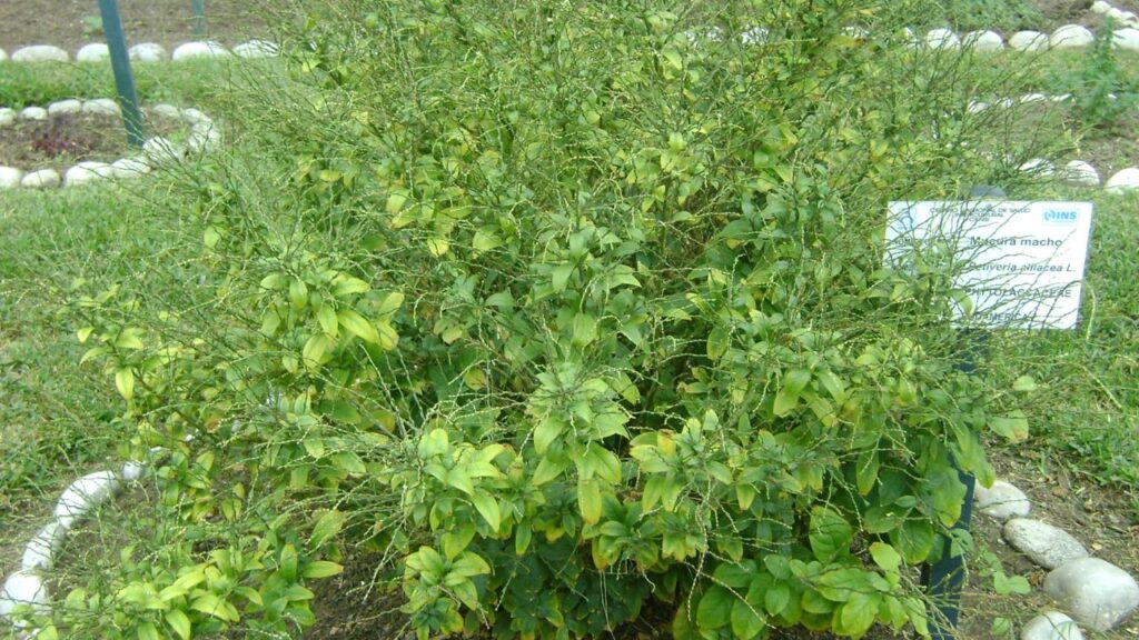 Coloque essa planta na entrada de casa, ela atrai boas energias

