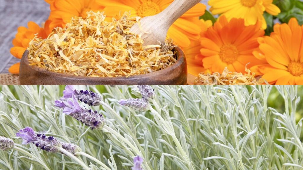 Plantas que afastam pragas do jardim e ainda atraem polinizadores