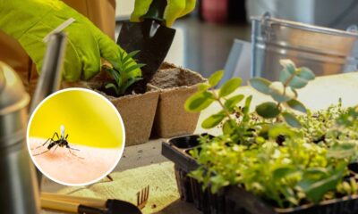 Plantas que repelem mosquitos e deixam o jardim mais bonito