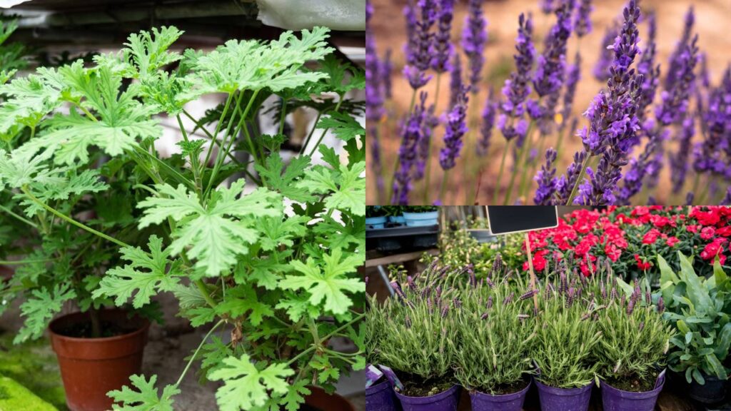 Plantas que repelem mosquitos e deixam o jardim mais bonito