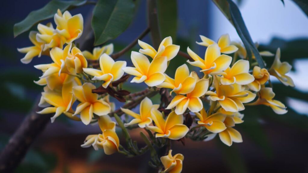 O jasmim manga parecia mato, mas virou o aroma mais querido da casa