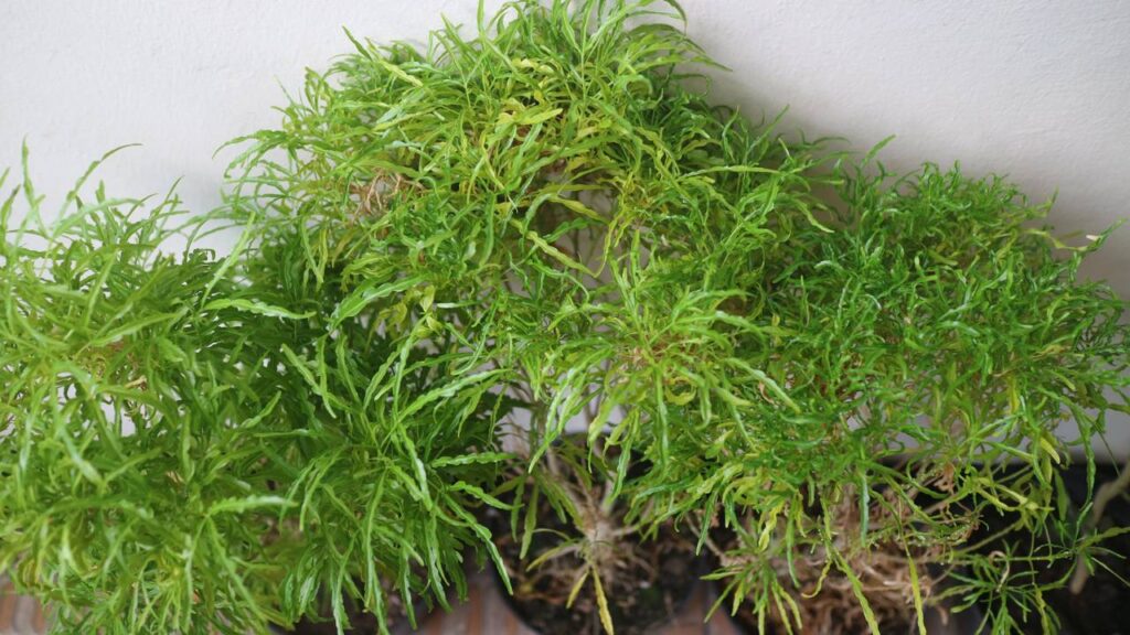 Planta que atrai prosperidade e é símbolo de fartura no lar