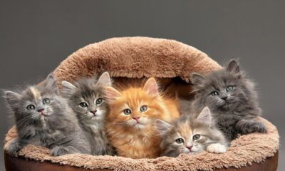 7 curiosidades sobre as cores dos gatos