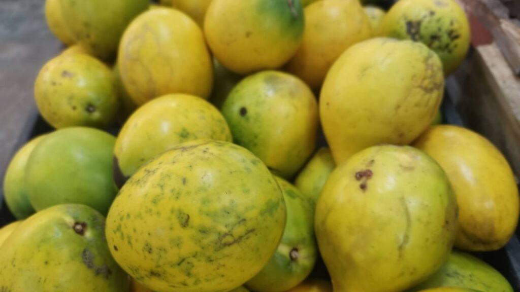 Essa fruta tropical tem gosto de chocolate quando está bem madura