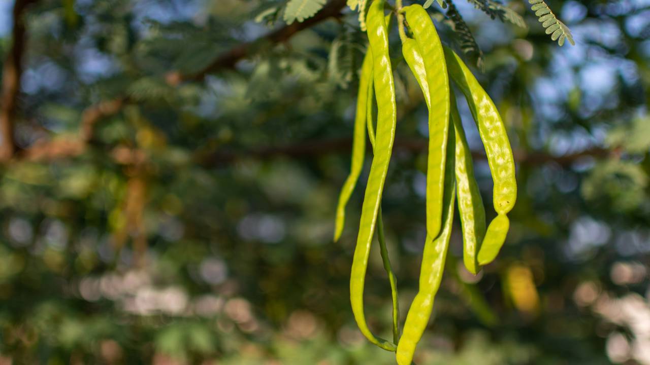 A árvore que floresce apenas quando o calor chega ao limite
