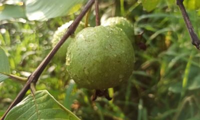 Goiabeira com galhos secos? Saiba quando e como podar corretamente