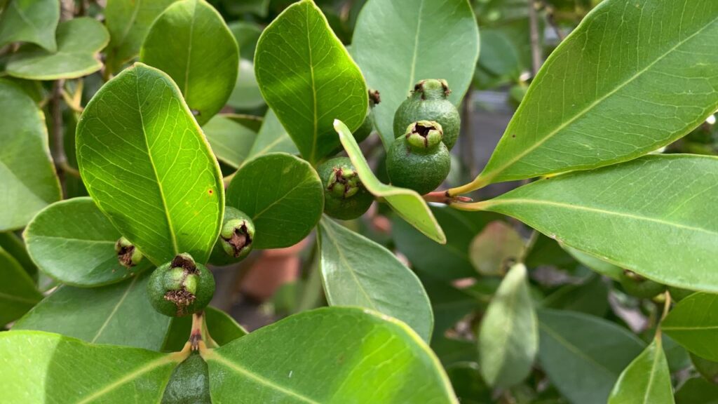 Como plantar araçá e colher mesmo em clima urbano