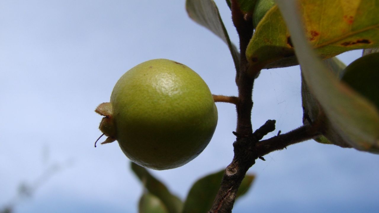 Como plantar araçá e colher mesmo em clima urbano