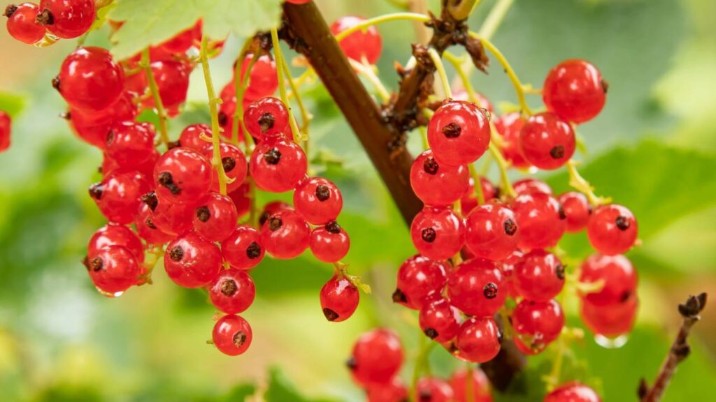 A groselha produz frutos em vasos e pode dar colheita o ano inteiro