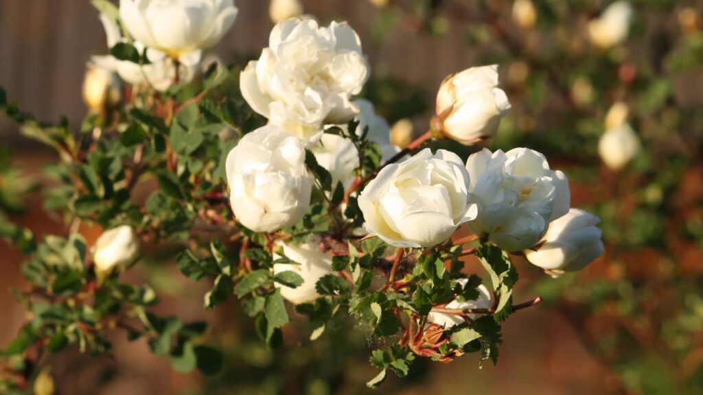 A rosa branca purifica o ambiente e ainda carrega um simbolismo especial
