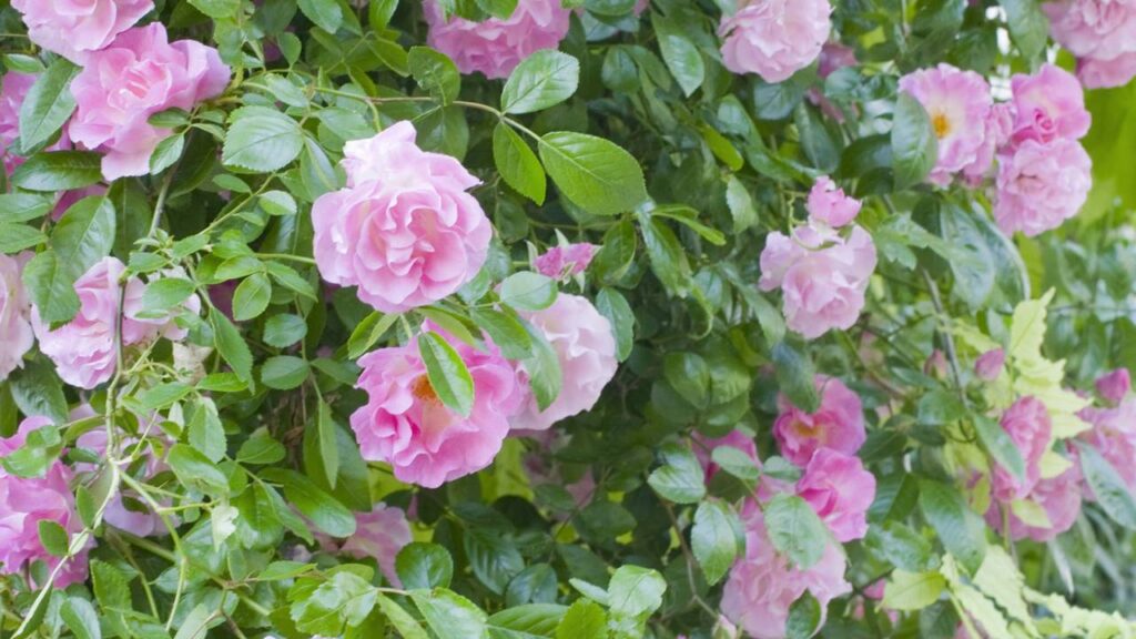 Tentei jogar fora um galho seco de rosa-trepadeira e ele surpreendeu ao virar uma nova muda cheia de vida