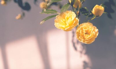 Tentei jogar fora um galho seco de rosa-trepadeira e ele surpreendeu ao virar uma nova muda cheia de vida