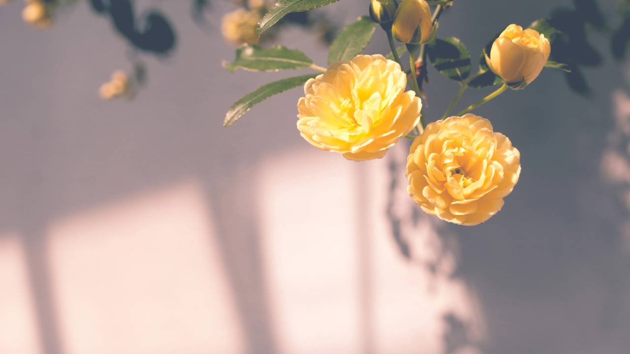 Tentei jogar fora um galho seco de rosa-trepadeira e ele surpreendeu ao virar uma nova muda cheia de vida