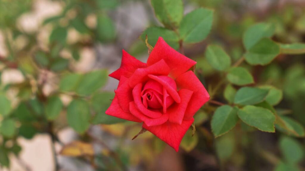 Uma rosa vermelha no lar pode carregar um significado mais profundo do que parece
