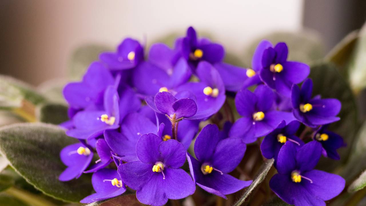 A Violeta africana delicada que carrega um significado especial