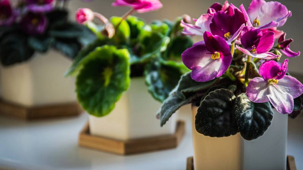 A Violeta africana delicada que carrega um significado especial