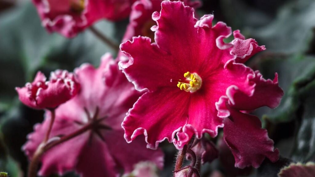 Descobri que minhas violetas-africanas estavam sofrendo por um detalhe invisível