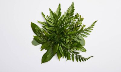 A planta esquecida que está voltando a dominar a decoração das casas