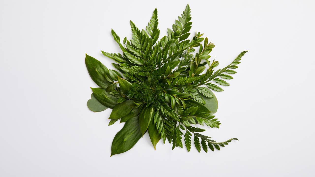 A planta esquecida que está voltando a dominar a decoração das casas