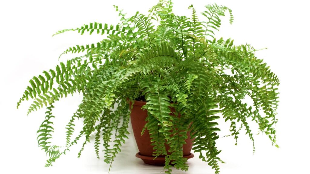 A planta esquecida que está voltando a dominar a decoração das casas