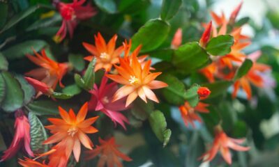 Essa flor-de-maio nunca abria até eu mudar o lugar do vaso