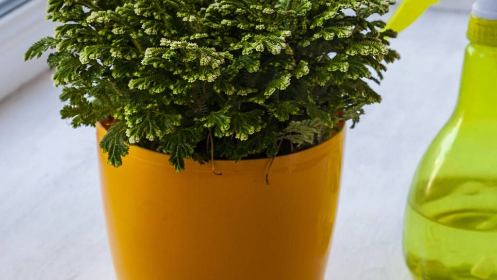 A planta que sobrevive anos sem água e volta à vida com uma gota