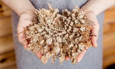 A planta que sobrevive anos sem água e volta à vida com uma gota