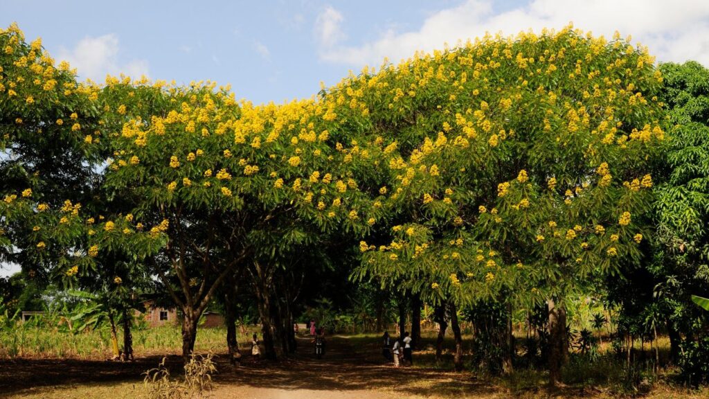 A planta brasileira que atrai chuva segundo lendas antigas
