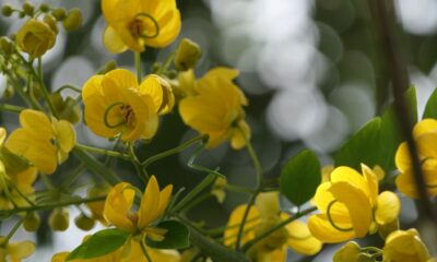 A planta brasileira que atrai chuva segundo lendas antigas