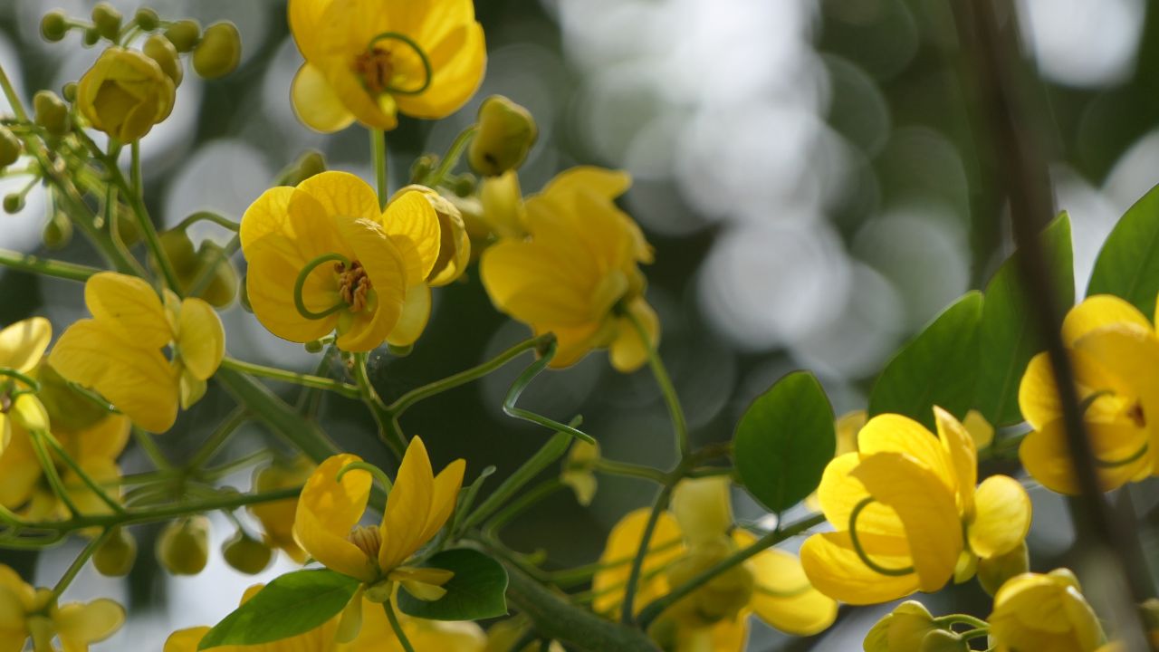 A planta brasileira que atrai chuva segundo lendas antigas