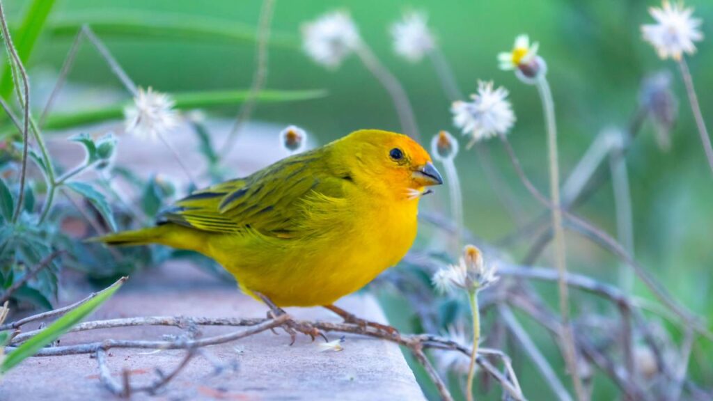 Por que o canto dos pássaros muda nas primeiras horas da manhã