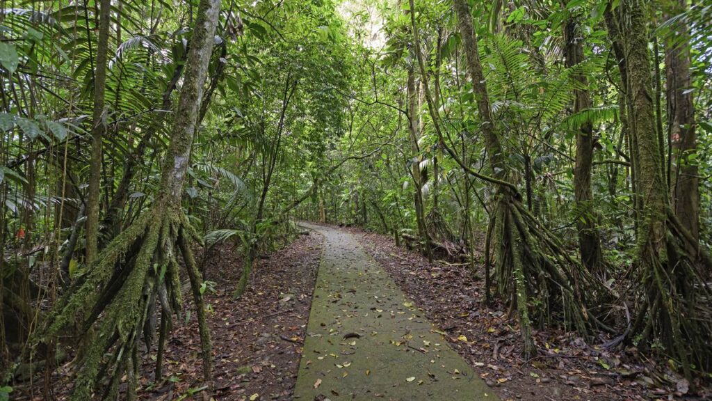 A árvore que ‘anda’ lentamente em busca de sol na floresta amazônica