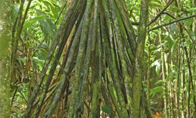 A árvore que ‘anda’ lentamente em busca de sol na floresta amazônica