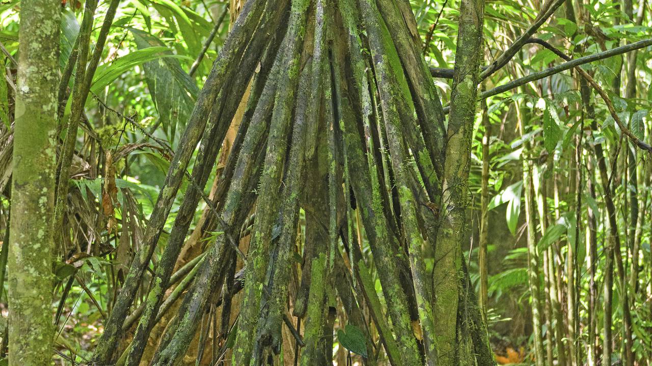 A árvore que ‘anda’ lentamente em busca de sol na floresta amazônica