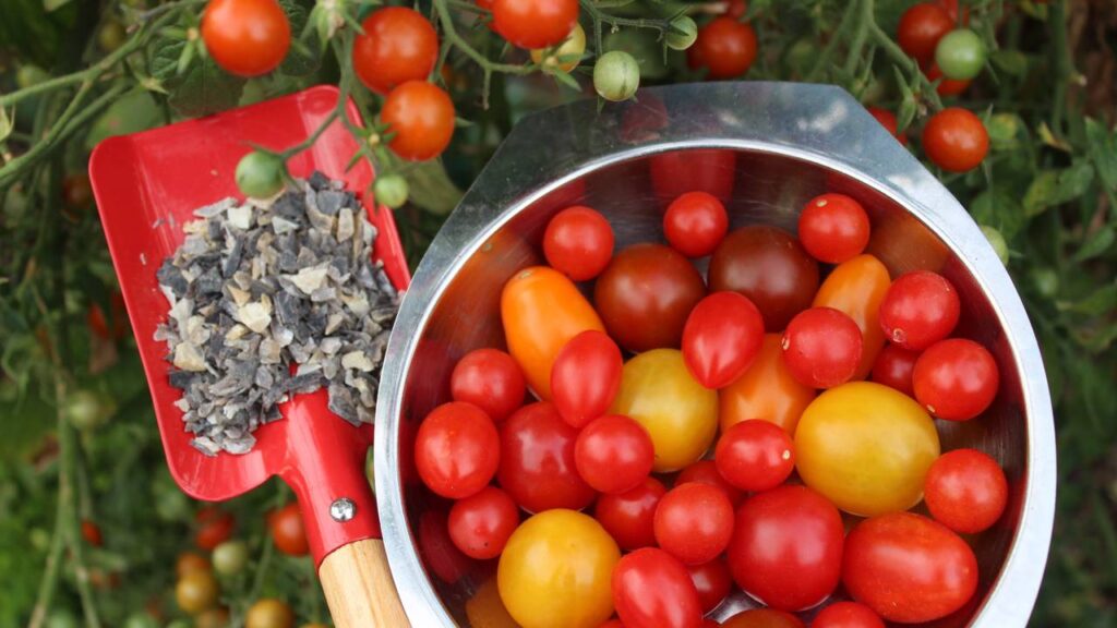 O tomate italiano frutifica em semanas e surpreende até iniciantes
