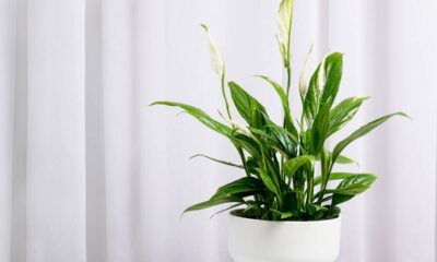 Flores que ajudam a purificar o ar e deixam o ambiente muito mais leve sem nenhum esforço