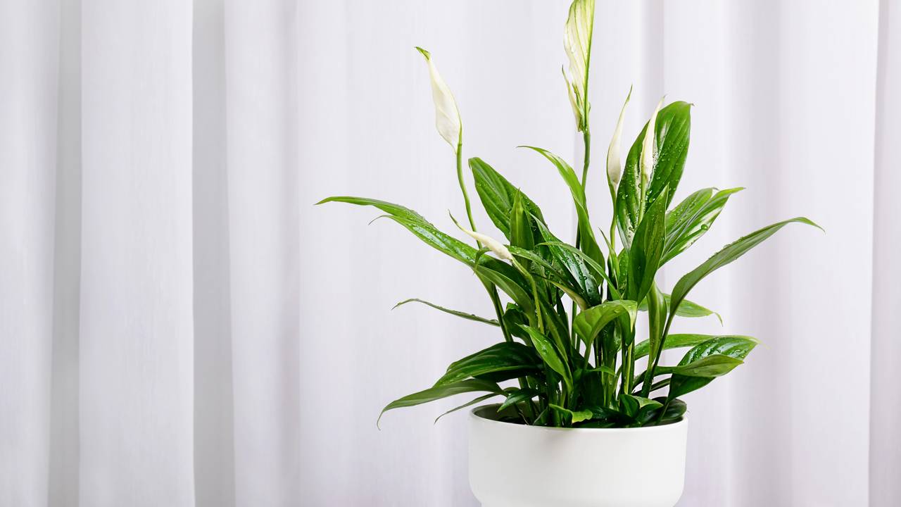 Flores que ajudam a purificar o ar e deixam o ambiente muito mais leve sem nenhum esforço