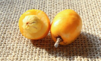 Muita gente não imagina como essa planta frutifica tão rápido mesmo no calor