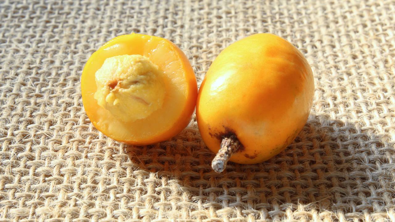 Muita gente não imagina como essa planta frutifica tão rápido mesmo no calor