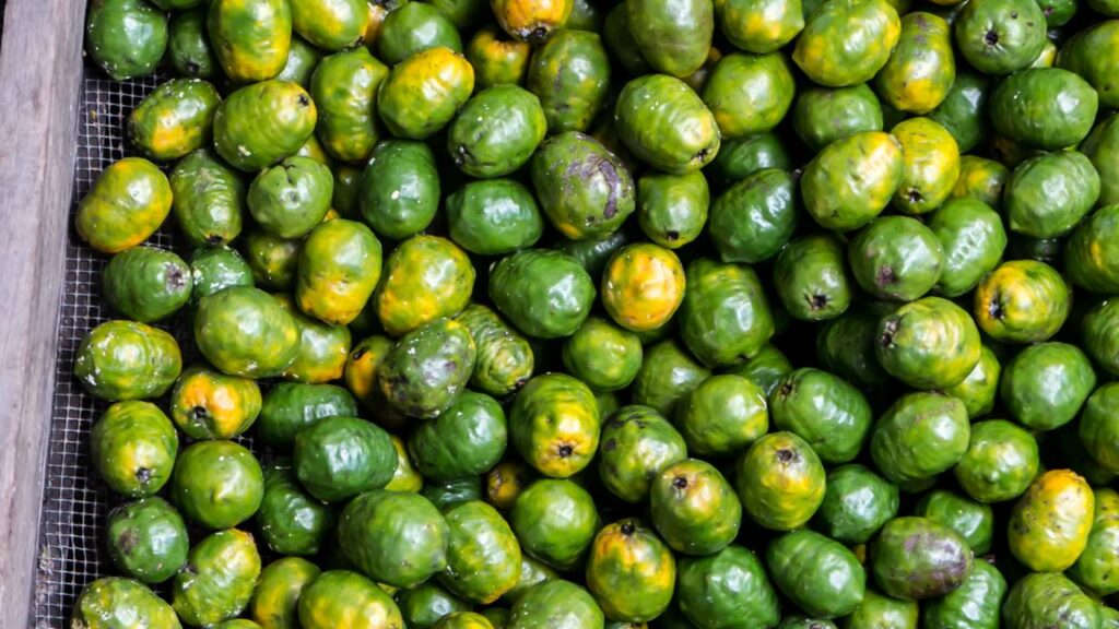 O adubo certo para seriguela que garante colheitas fartas e frutas bem docinhas