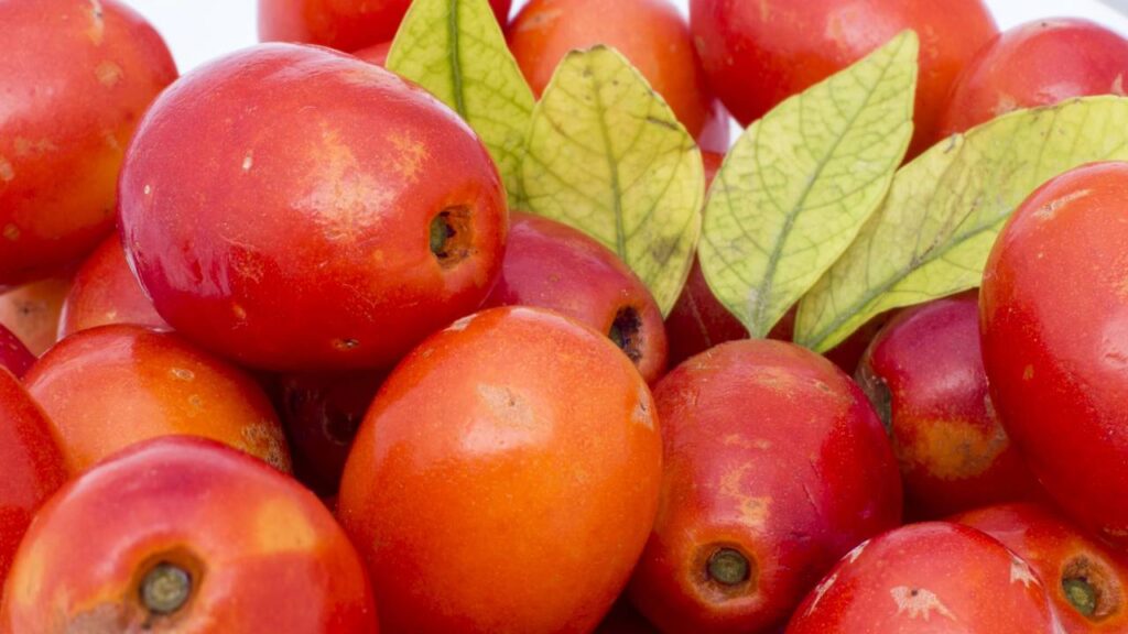 Muita gente não imagina como essa planta frutifica tão rápido mesmo no calor